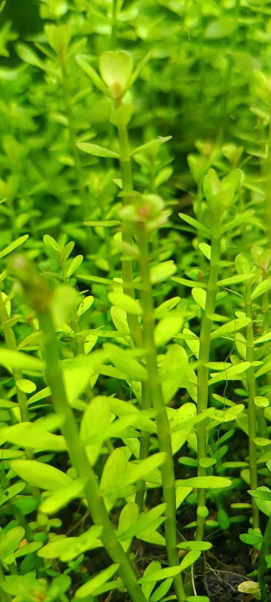 最新福利草草，自然美景之旅，探尋內(nèi)心平和與喜悅的旅程