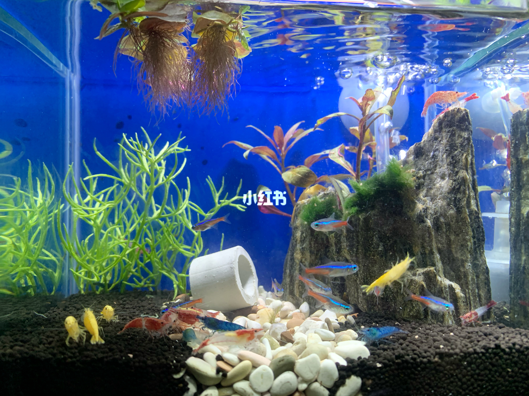 最新魚缸圖片，水族美學(xué)的時(shí)代變遷欣賞