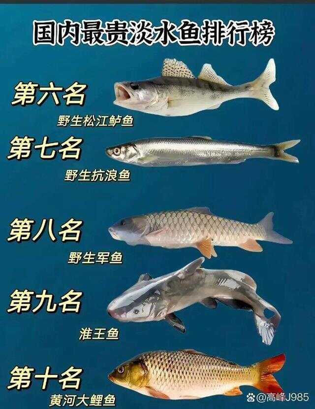 青魚國產(chǎn)最新論述，探索與解析