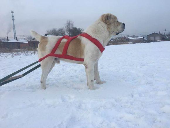 中亞犬，小巷深處的神秘秘境探索