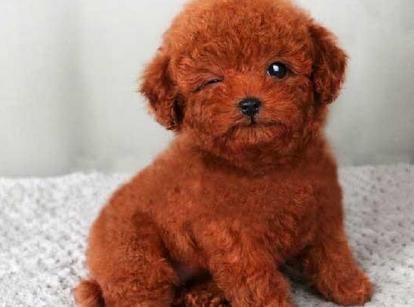 最新小鹿犬，趣事不斷，傳遞溫馨友誼與愛的小使者