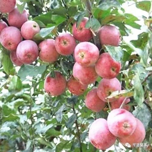西太后愛(ài)心包最新系列，時(shí)尚與慈善的完美結(jié)合，展現(xiàn)獨(dú)特魅力風(fēng)采