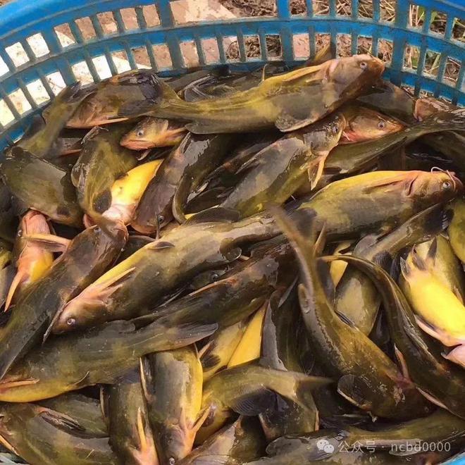 黃顙魚最新報(bào)價(jià)大全，專業(yè)指南與實(shí)時(shí)更新